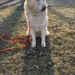 Siso - Siberian Husky