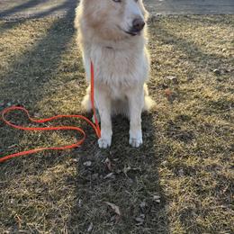Siso - Siberian Husky