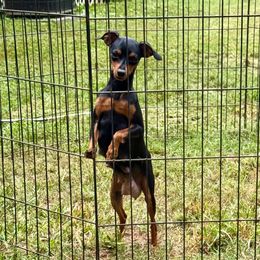 BB - Miniature Pinscher