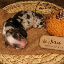 Java - Blue merle male Miniature Australian Shepherd puppy in Apache Junction, Arizona from Circle T Mini Aussies