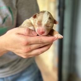 Cardamom - Red merle male Aussiedoodle puppy in Charlestown, Indiana from Forever Aussies and A Doodle