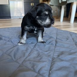 Miniature Schnauzer Puppies from Miles Family Schnauzers