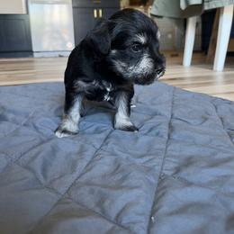 Miniature Schnauzer Puppies from Miles Family Schnauzers