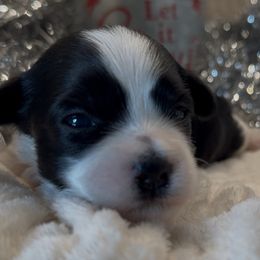 Skylar - AKC - Black and white female Havanese puppy in Verden, Oklahoma from Holcombs Puppy Ranch