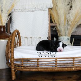 Girl 4 - Miniature Australian Shepherd puppy in Oshoto, Wyoming from Way Out West Toy & Mini Aussies