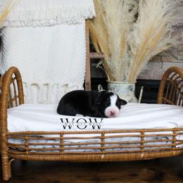 Girl 4 - Miniature Australian Shepherd puppy in Oshoto, Wyoming from Way Out West Toy & Mini Aussies