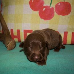 Redwhite collar - Chocolate male Labrador Retriever puppy in Arlington, Washington from Stout's Hunting Labs and trsbullies