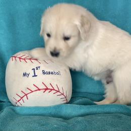 Peanut - Light golden male Golden Retriever puppy in Ennis, Texas from Amberidge Golden Retrievers