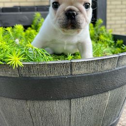 Cream male 2 - French Bulldog puppy from Cedar Boxers and French bulldogs
