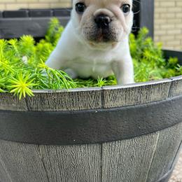 Cream male 2 - French Bulldog puppy from Cedar Boxers and French bulldogs