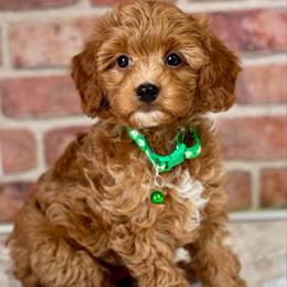 Green - Red  male Goldendoodle puppy in Hesperia, Michigan from Red Acres Poodles & Doodles