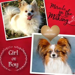 Companion Cross puppies from Lovely Ladies and Little Asses Miniature Equines (L3A Pomeranians & Papillons)