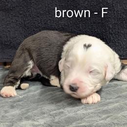 Brown - Black and white female Sheepadoodle puppy in Seaman, Ohio from Ohio Valley Sheepadoodles