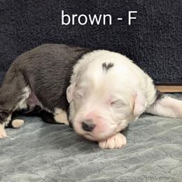 Brown - Black and white female Sheepadoodle puppy in Seaman, Ohio from Ohio Valley Sheepadoodles