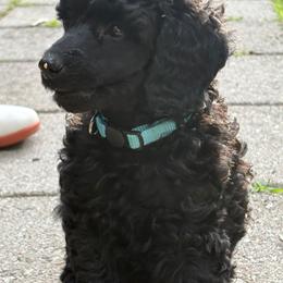 Johann - Black male Poodle puppy in Hartselle, Alabama from Phare Poodles