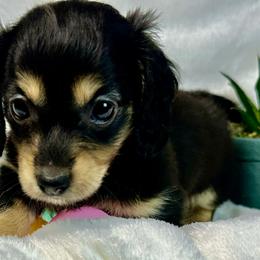 Fern - Black and cream female Dachshund puppy in Mesquite, Texas from AB Dachshund