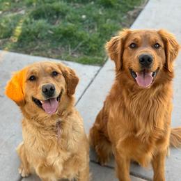 Golden Retriever puppies from The Wildfire Ranch