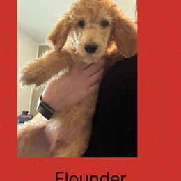 Akc Standard poodle Flounder - Apricot male Poodle puppy in Harrisburg, Arkansas from Ransone’s Ridge Runners Poodles and Doodles