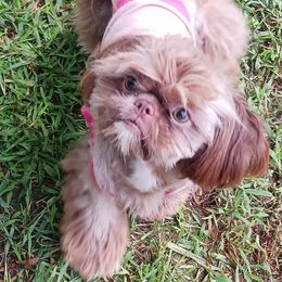 Maple - Shih Tzu