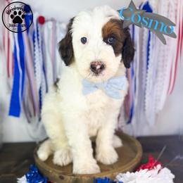 Cosmo - Sable male Goldendoodle puppy in Anderson, South Carolina from Brinkerhoff Doodle Farm