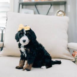 Leslie - Tri-color female Bernedoodle puppy in Murray, Utah from Sun Valley Doodles