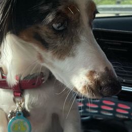 Elsa - Dachshund