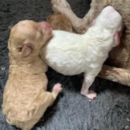Boy - Parti male Goldendoodle puppy in Haddam, Kansas from Golden B Acres