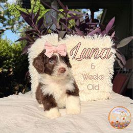 Luna (reduced) - Brown and white Aussiedoodle puppy in Valdosta, Georgia from Designer Doodles of South GA