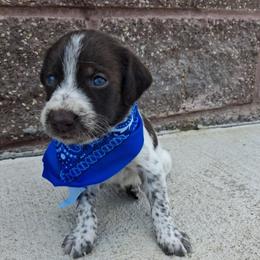Boy 2 - Liver and white male German Wirehaired Pointer puppy in Potosi, Wisconsin from Point and Flush Gun Dogs
