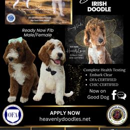 Irish Doodle and Poodle Puppies from Heavenly Poodles