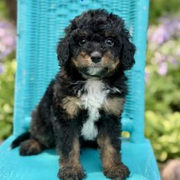 Beau - Black phantom male Aussiedoodle puppy in Lancaster, Minnesota from Finney Ranch