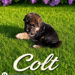 Colt light blue collar - Black and red male German Shepherd puppy in Lake Ann, Michigan from Furman German Shepherds