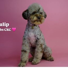 Tulip - Poodle