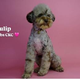 Tulip - Poodle
