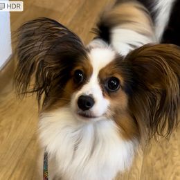 Bella - Papillon