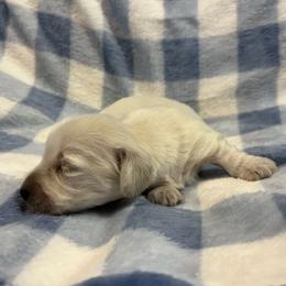 Casper - Cream male Dachshund puppy in Paris, Texas from Michel Creek Kennel