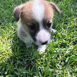 Hachi (AKC) - Red male Pembroke Welsh Corgi puppy in Loma Linda, California from Osorio’s Corgis
