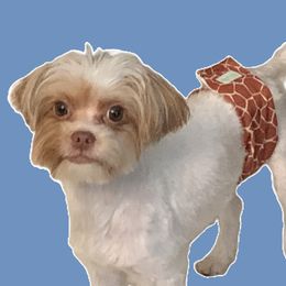 Upcoming ... Charming - Yorkshire Terrier