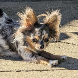 Chihuahuas from Cute As A Cupcake Chihuahuas