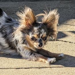 Chihuahuas from Cute As A Cupcake Chihuahuas