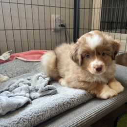Eloise - Red merle female Miniature American Shepherd puppy in Clarksville, Tennessee from Jennifer Shaneberger