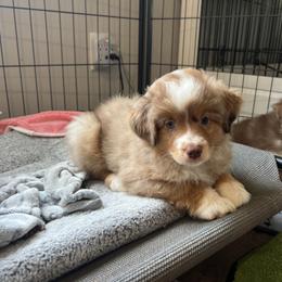 Eloise - Red merle female Miniature American Shepherd puppy in Clarksville, Tennessee from Jennifer Shaneberger