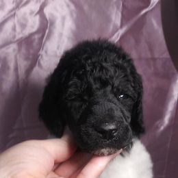 Chihuahua and Poodle Puppies from October Glory Standard Poodles