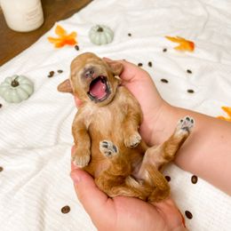 Goldendoodle Puppies from Doodle Paws Az