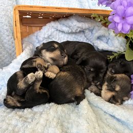 Miniature Schnauzer puppies from Clay Hill Kennels