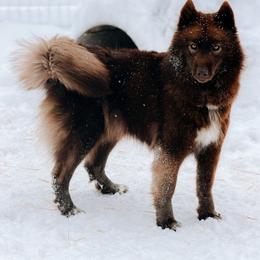 Mya - Siberian Husky