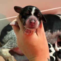 Mickey - Black tan and bluetick male Beagle puppy in Jasper, Texas from Beech Grove Beagles