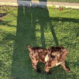Boykin Spaniel, English Springer Spaniel, and Rat Terrier Puppies from 31 Pines Kennels