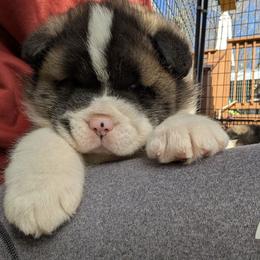 Kamari's Boy 2 - Black male Akita puppy in South Carolina from Sierra Mountain Akitas