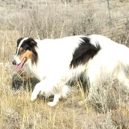 Tartan - Collie